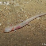 comal-blind-salamander